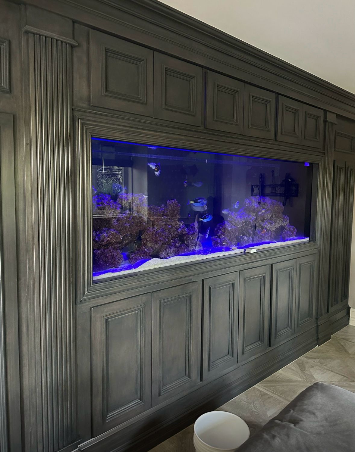 Luxury built-in wall aquarium with dark wood paneling and blue reef lighting in Brooklyn luxury home
